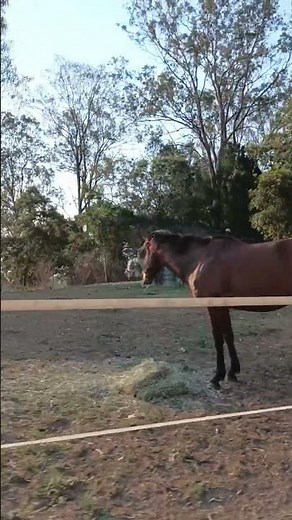 Jazza and Pinky #horse #horses #horseshorts #horselife #animals #cute #animallovers #horselove