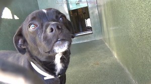 52 reactions · 148 shares | Adopted  A5437963 ✰ OTIS -12/22/22-...