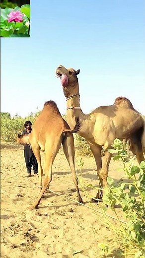 Camel Breeding Season in Full Force: Powerful and Intense Moments