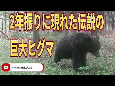 ２年振りに姿を現した伝説の巨大ヒグマ