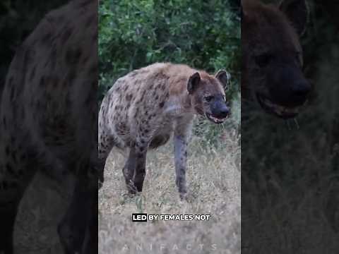 Spotted Hyena: The Laughing Killer of Africa 😳
