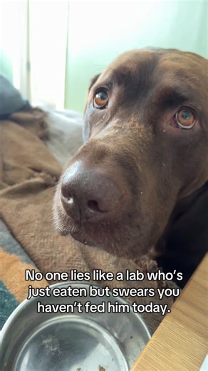 Help Feed a Starving Bear for Just 50 Cents a Day