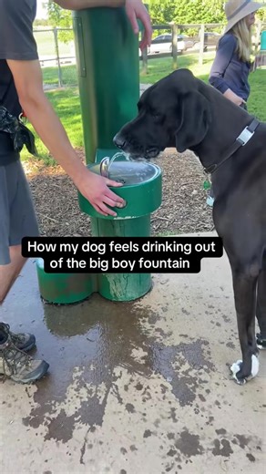 He can be himself at the dog park. #dogs #cute #greatdane #dogpark