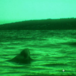 180K views · 3.3K reactions | No eyesight needed. 麗 #SharkWeek |...