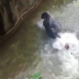 The basic — but often ignored — rules of zoo safety