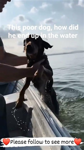 Dog overboard 😨