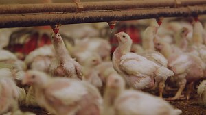 Frontline - The Trouble with Antibiotics - Twin Cities PBS