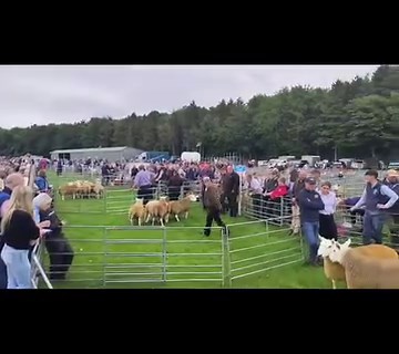 81 reactions | Sheep judging is well under way at Border Union Show | The Scottish Farmer | Facebook