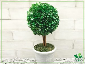 How to Care for Eugenia Topiary? - Plant Index