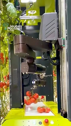 Un robot cueilleur pour améliorer la productivité et baisser les coûts !