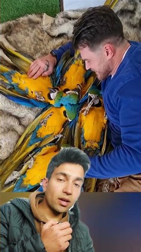 🦜Man Raises Scarlet Macaw Babies ❤️🌈