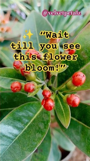 First Love Plant Bloom ❤️ | Stunning Red Penda Flowers & Buds #shorts
