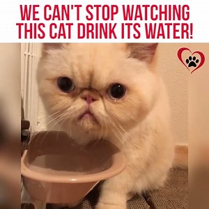 I can't stop watching! 😍 | Animal Lovers