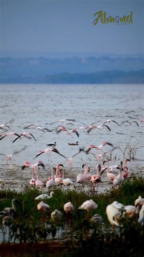 Lake Nakuru is home to the iconic pink flamingos, making it one of Kenya’s most breathtaking natural wonders. 🦩✨ Thousands of flamingos gather along the alkaline shores, feeding on algae and turning the lake’s surface into a stunning shade of pink visible from afar — a truly magical sight. Located within Lake Nakuru National Park, the area is also a sanctuary for rhinos, lions, giraffes, and over 400 bird species, offering an unforgettable wildlife experience. The best time to visit is between 