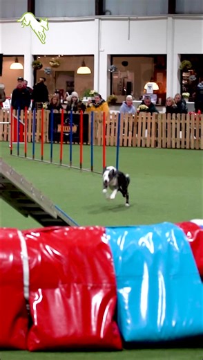 Working-Dog on TikTok