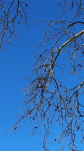 Wer fliegt denn da ? 🪽