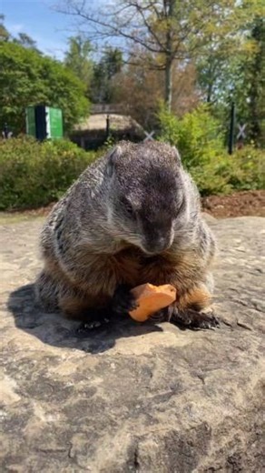 9.3K views · 172 reactions | Happy Groundhog Day from Jamie Bill!...