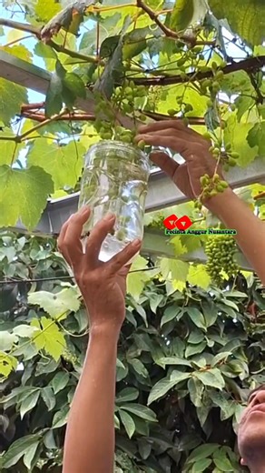75 reactions · 41 comments | Grape treatment or perawatan buah anggur | Saepul Rahman | Facebook