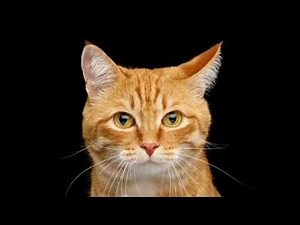 REALISTIC CAT SOUND 10MIN!!