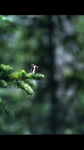 Gary Homstad’s book Images began as a dream in the 1970s, when he and his wife picked up their first Hasselblad camera and started capturing God’s creation through a new lens. Decades later, he brought his vision to life with the help of his grandson, Austin, creating a slideshow that represents a dream he didn’t even know he had. Gary shares that God is in control of this entire adventure, and all the glory belongs to Him. We’re honored to help bring his message to the world. #CovenantBooks #Ch