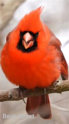 Male Cardinal
