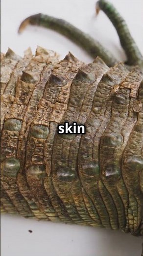 The Basilisk Lizard: Nature's Water Runner!