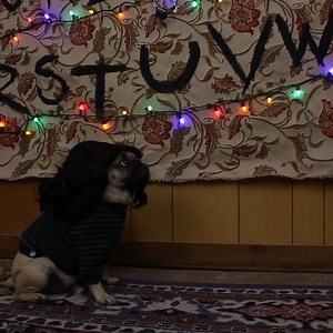 16 reactions | Suggestions for improving Stranger Things: 1) replace cast with pugs 2) bring back Barb | Gfycat | Facebook