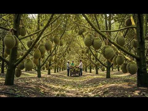 How Asian Farmers Grow, Harvest, and Process Durians | Farming Documentary