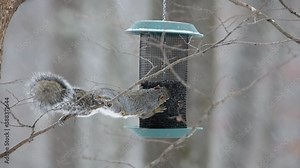 Acrobatic wild Eastern gray squirrel (Sciurus carolinensis) using a tree limb to rob sunflower seeds from a bird feeder while it is snowing.