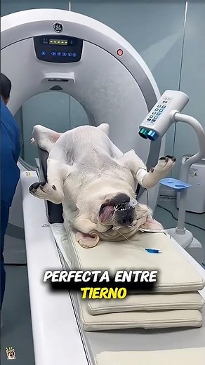 How to perform a CT scan on an animal?#animals #shorts #foryou