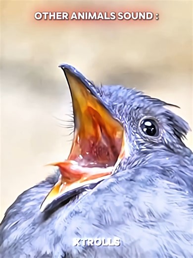 Other Animals Sound vs This One 💀 #trollface #skulledit #respect