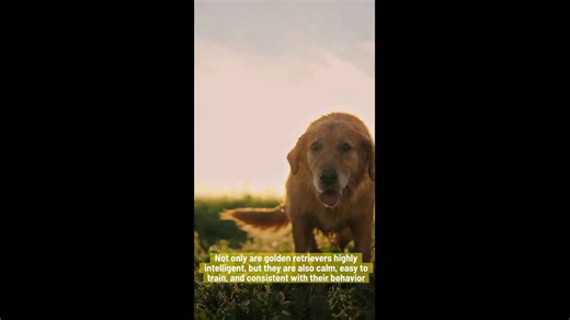 Six Of The Smartest Dog Breeds In The World.