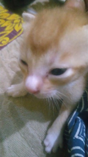 Mici is already 15 days old 😻 🐱.#cat #kitten #cute #funny #fyp