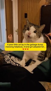 2K views · 192 reactions | A poor little cat lay in the garbage dump, meowing helplessly | Pet Dreams | Facebook