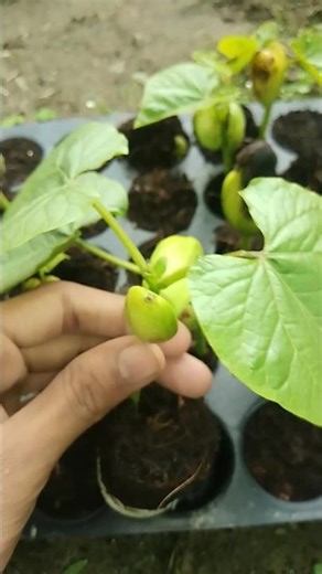 Planting trees is essential