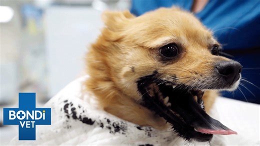 What happens if dog eats grape