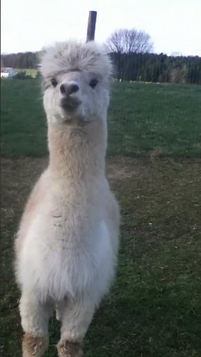 pissed off alpaca