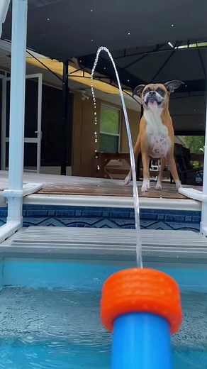 Mia’s livin her best life ❤️ #poolday #floridalife #boxerlife #fypシ