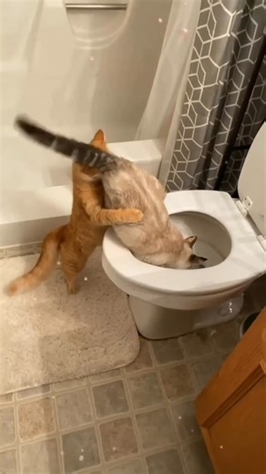 Toilet games | Sludge Central