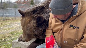 HAPPY HAPPY BIRTHDAY TO THE BEARS! Today is the day we celebrate the bears birthday! All the bears turn a year older today! Leo is 28 years old.Jenny, Amy and Sonya are 18 today, Frankie is 12 today, and Kimmy, Randy and Rosie are 26 today. Happy Birthday everyone! Why is the bears birthday today? Well, that is because bears are almost always born in January, and this is the day that was Susan’s father’s birthday…and so we celebrate them all today. | Orphaned Wildlife Center