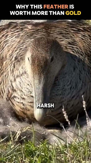 Why Eiderdown Is Rarer Than Gold in the Bedding World