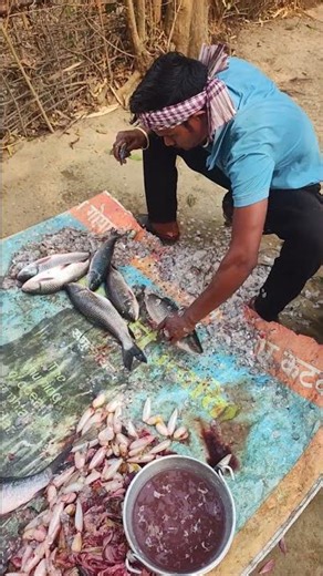 amazing fish cating tails