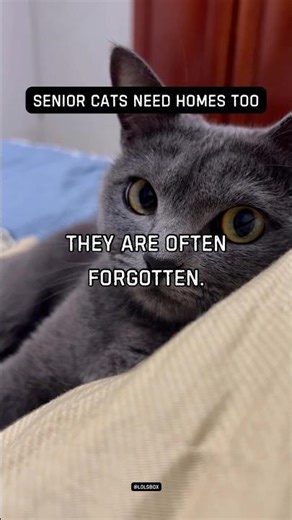 Adopting older cats is an act of love. They are often forgotten.
