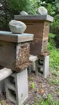 Honeybee Washboarding! What Is It and Why Do They Do It? #freebees #beekeeping #beekeeper