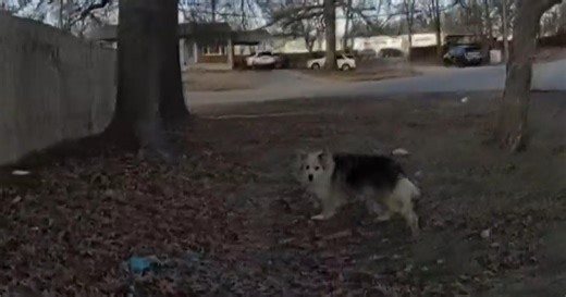 Hero dog leads police straight to missing 3-year-old