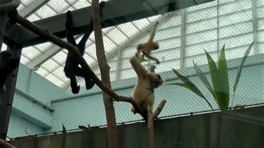 Kansas City Zoo shares adorable footage of young gibbon learning to climb