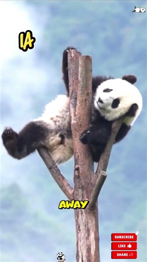 This Panda Chose Nap Over Hustle 🐼🤠 #pandalife #panda #cutepanda #huggable #teampanda #babypanda