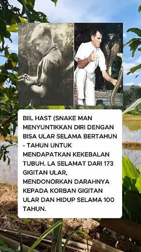 Bill Haast: Manusia Kebal Bisa Ular yang Selamat dari 173 Gigitan dan Hidup 100 Tahun #BillHaast #SnakeMan #KebalBisaUlar #FaktaUnik #IlmuPengetahuan #GigitanUlar #KisahNyata #LegendaHidup #virtualbrowsing | Virtual browsing