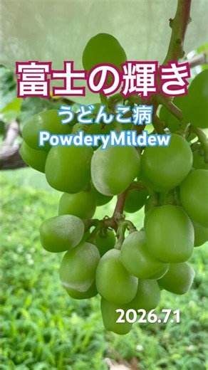 富士の輝き､うどんこ病重症…😭 🍇 Fuji no Kagayaki Hit Hard by Powdery Mildew…
