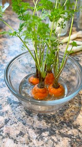 Regrowing carrot tops for greens not more carrots! Carrot is a biennial plant and will flower the following season if not harvested and won’t grow another taproot. The greens are tasty and nutritious and can be prepared like most leafy vegetables! 🥕💚 #gardening #gardeninghacks #vegetables #carrots #vegetables #vegetablegarden #gardeningtips #grateful #thankful | Learn To Grow